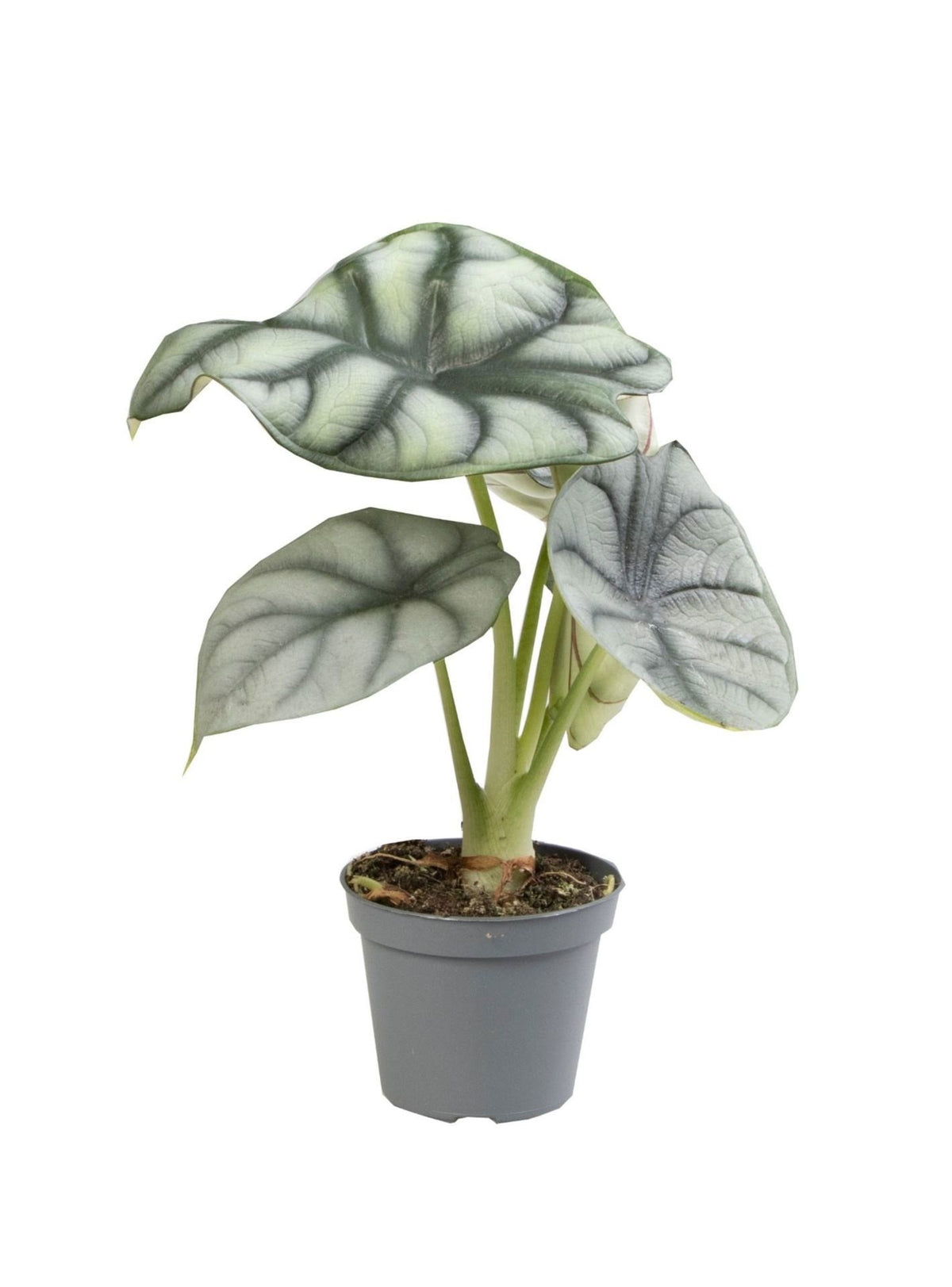 Mini Alocasia Silver Dragon - Alocasia baginda - H 12 cm, pot Ø6 cm