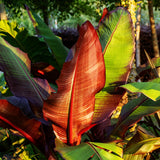 Green boutiQ - Obstpflanze - Bananenpflanze - Ensete ventricosum Maurelli - Winterhart - 2 Pflanzen - Topf 17cm Höhe 40cm