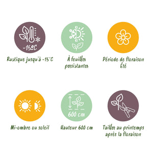 Magnolia grandiflora – Lot de 3 – Hauteur 30 cm