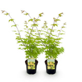Groen boutiQ - Terrasplant - Japanse Esdoorn - Acer palmatum Summergold - Geel - 2 Planten - Bladverliezend - Pot 19cm Hoogte 70cm