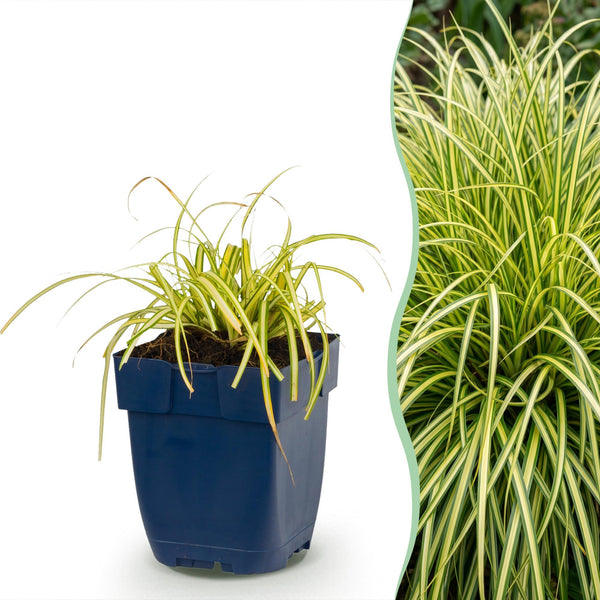 Laîche Evergold - Carex oshimensis - H 15-25 cm, pot Ø11 cm