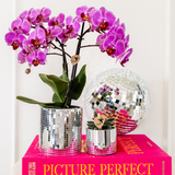 Set orchidée Vienna violette et succulente - cache-pots Disco - H 35 cm, pot Ø9 cm