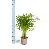 Palmier Aréca (Dypsis Lutescens)