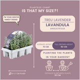 [NL: 12 x 6er set Lavendel angustifolia - 72 x Ø7 cm - ↕15 cm]