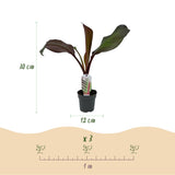 Bananier d'Abyssinie rouge Maurelii - Ensete ventricosum - 4 plants