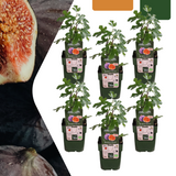 Figuiers bio - Ficus carica - H 20 cm, pot Ø13 cm