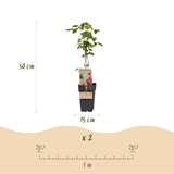Tayberry - H 50 cm, pot Ø15 cm