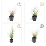Pennisetum Hameln en godet - Herbe aux écouvillons - H 10-25 cm, pot Ø9 cm - photo 5