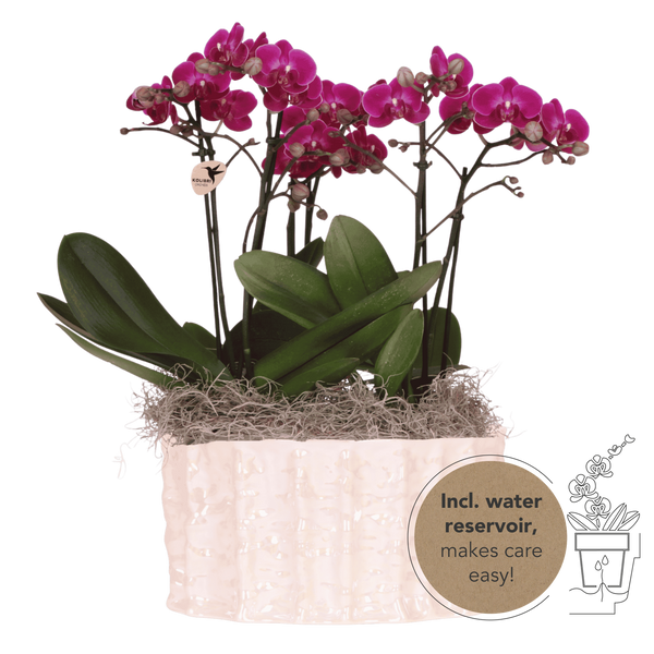 Orchidées Phalaenopsis violettes Mineral Morelia - bouquet de 3 en coupe Oyster