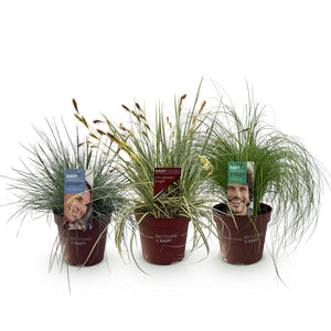 Graminées variées – Lot de 3 – Pot 17 cm – Hauteur 50 cm