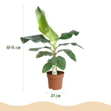 Green BoutiQ - Zimmerpflanzen - Musa acuminata Dwarf Cavendish - Bananenpflanze - Pflegeleicht - Grün - 1 Pflanze - mit Übertopf Grau - Topf 21cm - Höhe 70-75cm