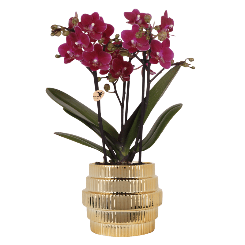 Orchidée Phalaenopsis violette Chamonix avec cache-pot Allure doré