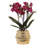 Orchidée Phalaenopsis violette Chamonix avec cache-pot Allure doré