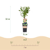 Camérisier Kamchatika - Lonicera caerulea - 2 plants - H 50 cm, pot Ø15 cm