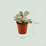 Mini-Sukkulenten-Mix – 3 Stück – Ø 5,5 cm – Höhe: 5–10 cm