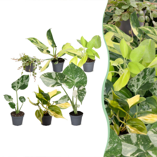 Baby Tropical - Monstera et Philodendron - lot de 3 ou 6 - pot Ø6 cm - photo 6