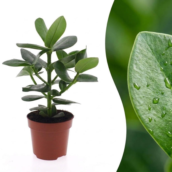 Clusia rosea Princess - Arbre autographe - 1 plante - Sans cache-pot