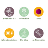 Green boutiQ - Terrassenpflanze - Japanischer Ahorn - Acer palmatum Atropurpureum - Lila - 2 Pflanzen - Laubabwerfend - Topf 19cm Höhe 70cm