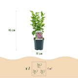 La Green Touch - Tuinplant - Syringa vulgaris Michel Buchner - Gewone Sering - Winterhard - Roze - 1 Plant - Pot 17cm - Hoogte 45cm