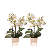 Orchidées Phalaenopsis blanches Blossom Lausanne - lot de 2 ou 4 - pot Ø9 cm