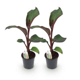 Green boutiQ - Obstpflanze - Bananenpflanze - Ensete ventricosum Maurelli - Winterhart - 2 Pflanzen - Topf 17cm Höhe 40cm