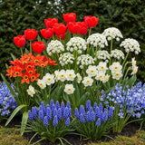 Mélange de bulbes à fleurs de Hollande - calibre 10/12