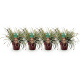 Carex Everest - 4 plants - H 50 cm, pot Ø17 cm