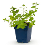 Népéta Six Hills Giant - H 15-25 cm, pot Ø11 cm