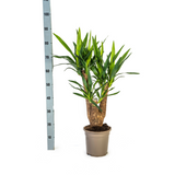 Yucca Branchu avec cache-pot