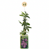 Passiflore Lavender Lady - Passiflora - H 35 cm, pot Ø9 cm - photo 2