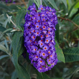 Groen boutiQ - Vlinderstruik - Buddleja davidii Empire Blue- Bloem Blauw - 1 Plant - Bladverliezend - Vlinderlokkend -  Pot 17cm Hoogte 25cm