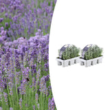 Lavande vraie en godet - Lavandula angustifolia - H 15 cm, pot Ø7 cm