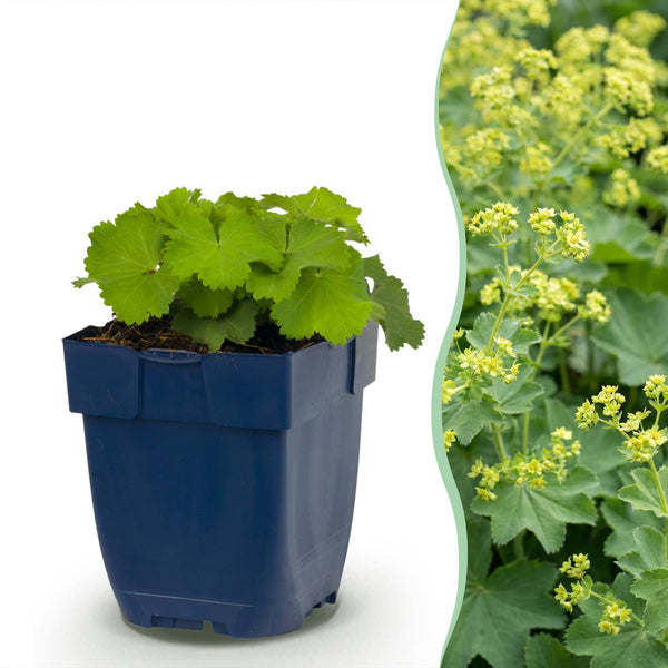 Alchémille - Alchemilla mollis - H 15-25 cm, pot Ø11 cm