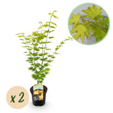 Érables du Japon Jordan - 2 plants - H 70 cm, pot Ø19 cm