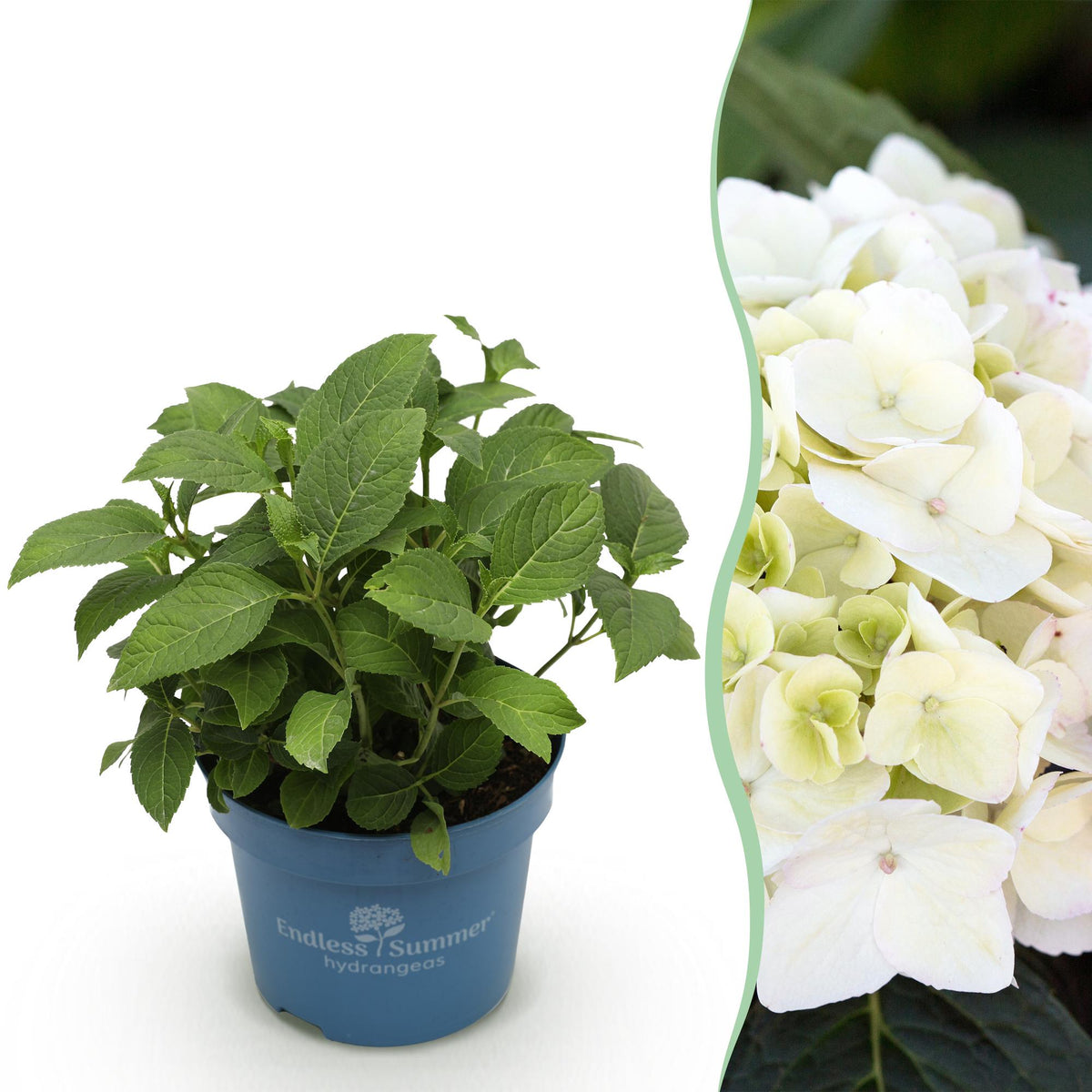 Hortensia Endless Summer The Bride - Hydrangea macrophylla - H 20-25 cm, pot Ø14 cm - photo 13