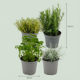 Mix aromates italiens x8 | Ø 12 cm, Hauteur 12-15 cm