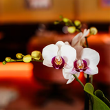 Kolibri Orchids | Geschenkset Groß Weiß | Gibraltar Orchidee Ø9cm + Grünpflanzen – inkl. Übertöpfe, Ständer & Flechttablett – frisch vom Züchter