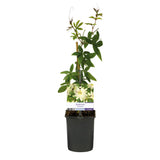 Passiflore Avalanche - 2 plants - H 40 cm, pot Ø11 cm