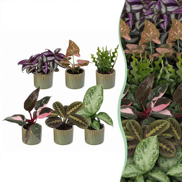 Baby plantes surprise avec cache-pots Linnea vert olive - lot de 3 à 12 mini plantes - pot Ø6 cm - photo 8