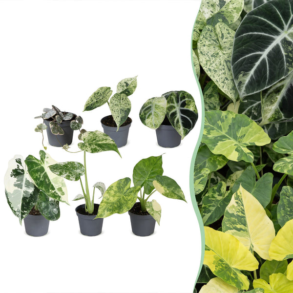 Baby Variegata - Alocasia, Monstera et Ceropegia panachés - lot de 3 ou 6 - pot Ø6 cm