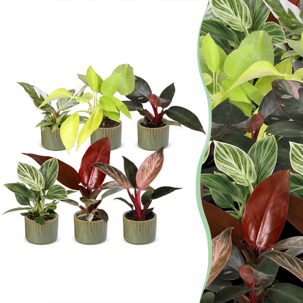 Baby Philodendron - lot de 6 mini plantes avec cache-pots Linnea vert olive
