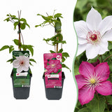 Clématites en duo rose et blanc - 6 plants