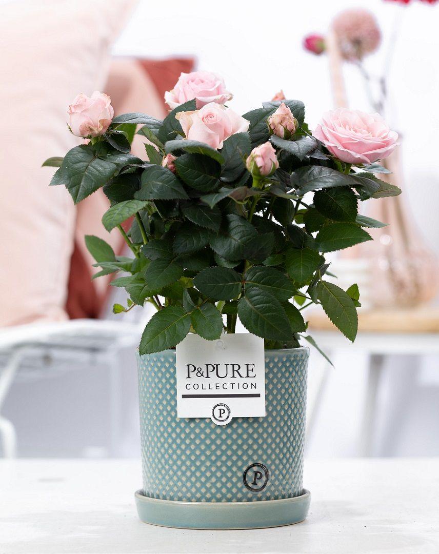 Rosier rose et pot en céramique vert