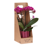 Orchidée Phalaenopsis violette Mineral Morelia - cache-pot Retro violet et boîte cadeau