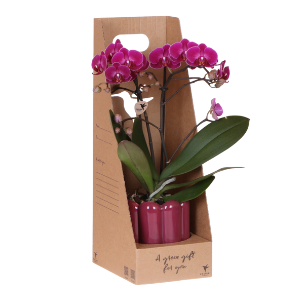 Orchidée Phalaenopsis violette Mineral Morelia - cache-pot Retro violet et boîte cadeau
