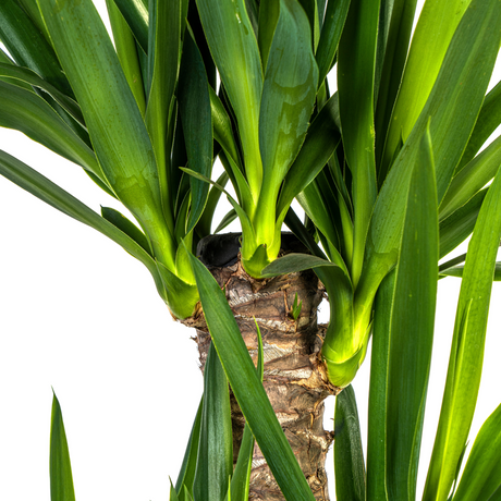 Yucca Elephantipes avec cache-pot
