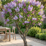 La Green Touch - Tuinplant - Syringa vulgaris Michel Buchner - Gewone Sering - Winterhard - Roze - 1 Plant - Pot 17cm - Hoogte 45cm