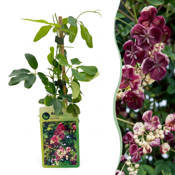 Akébie à cinq feuilles - lot de 2 plants - pot Ø9 cm