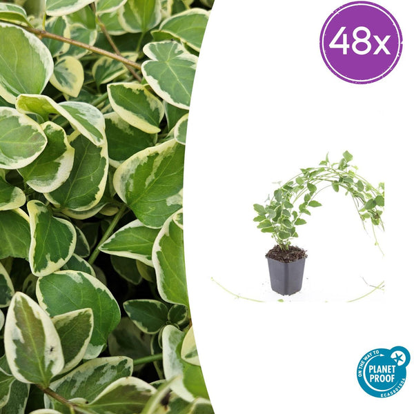 Grande pervenche panachée en godet - Vinca major Variegata - H 10-25 cm, pot Ø9 cm