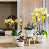 Orchidée Phalaenopsis jaune Blossom Lima avec cache-pot Melody crème